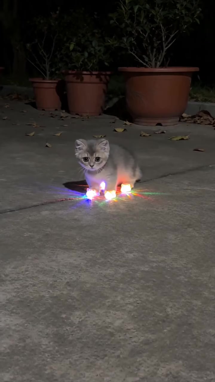 小猫发光鞋夜行