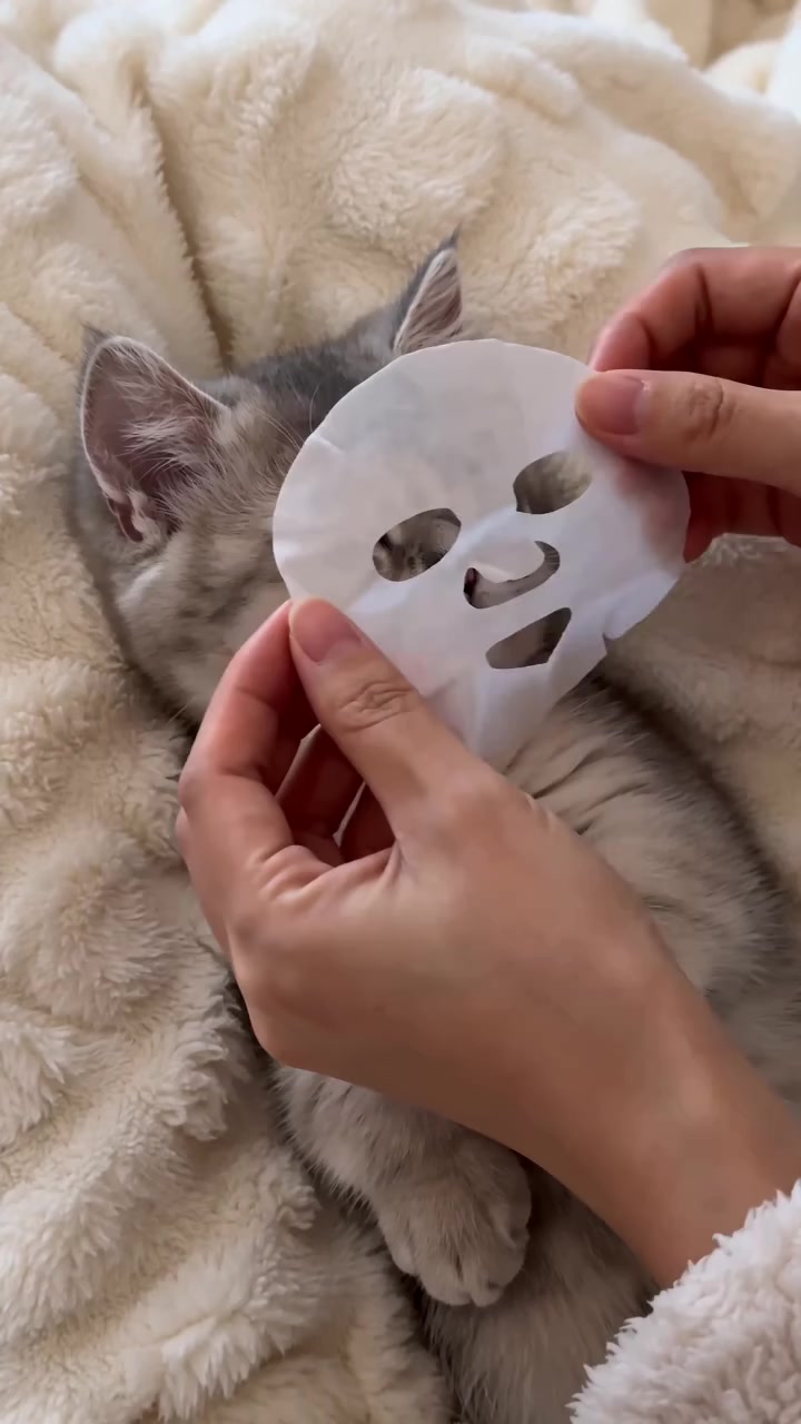 小猫SPA面膜护理
