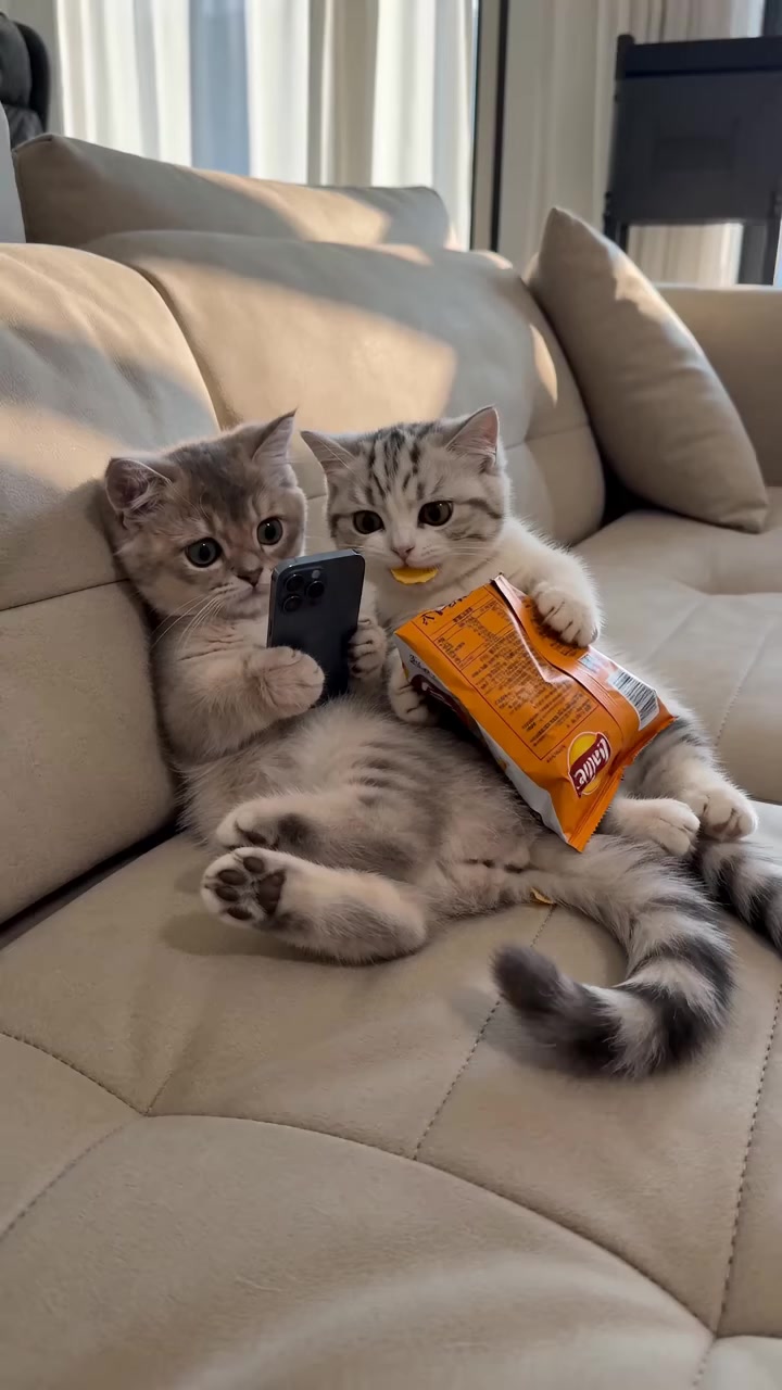 两只小猫沙发藏薯片