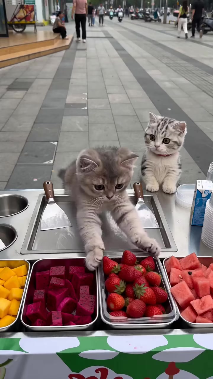 猫咪炒冰打架