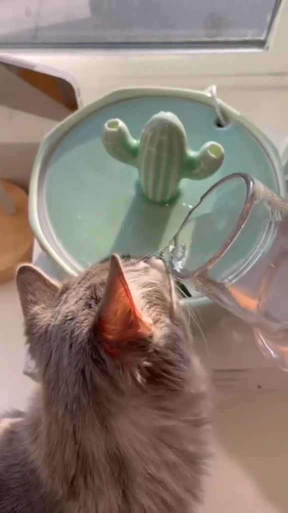 The cutest cat water fountain ever. #happyandpolly #catlover #catsoftiktok #catfountain #cactus #catmusthave