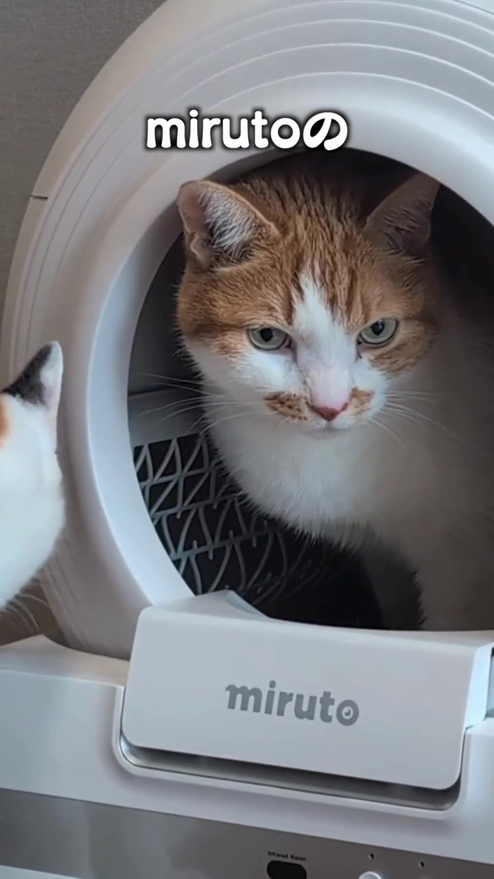 月2回のトイレ掃除で猫が喜ぶ清潔トイレに。レンタルできる全自動スマートトイレ「miruto」