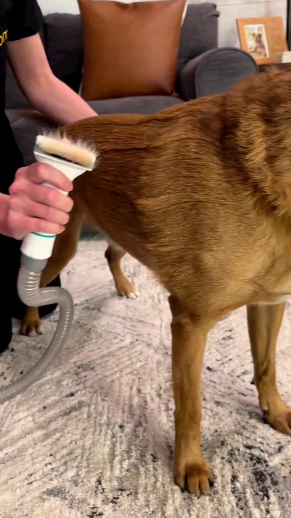 This is the game changer. #dogsoftiktok #neabotpets #neakasa