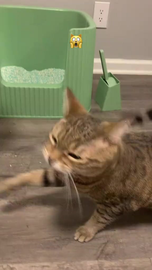 😿:Bro, I didn’t do anything#catsoftiktok #catsvideo #Nice2Michu #cutecat #tabbycat #ragdollcat #catcrazy #catfight #catmoments