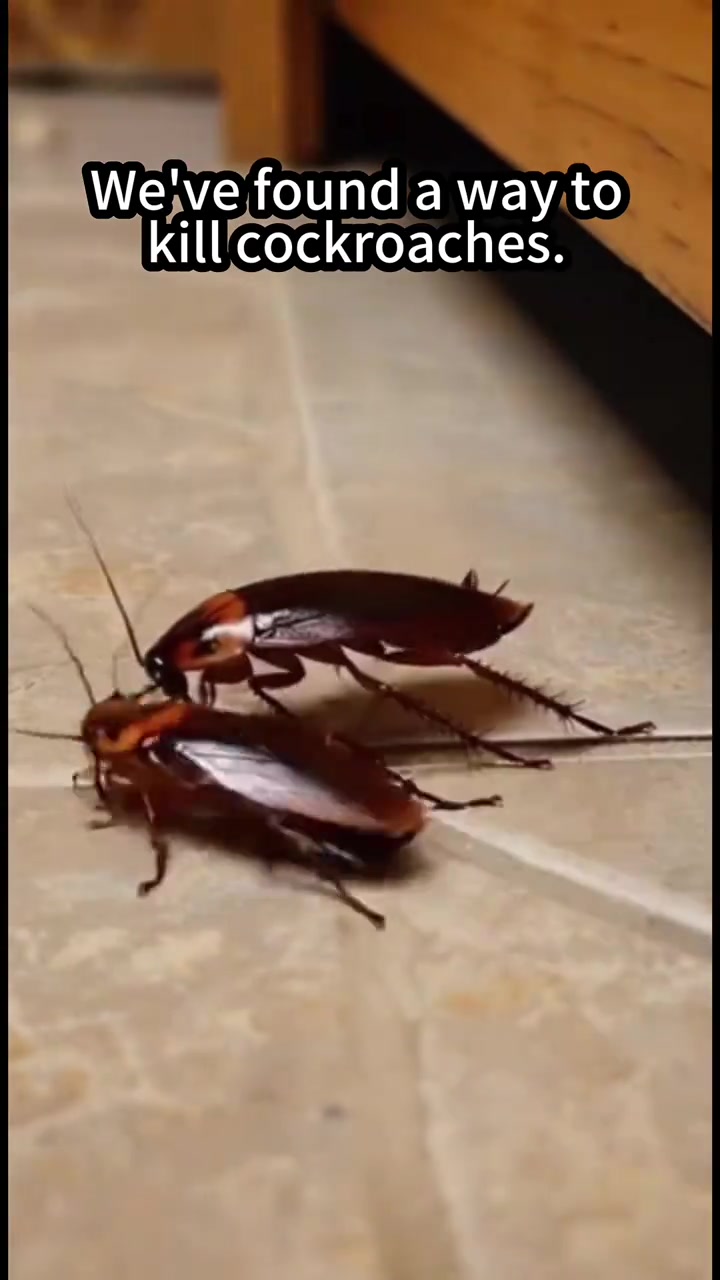 It's a must-have for every household cockroach killer #roachbait #CockroachBait #roach #HouseholdEssentials #essentialforlife