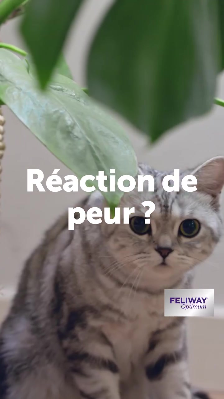 Profitez de -10% sur Feliway
